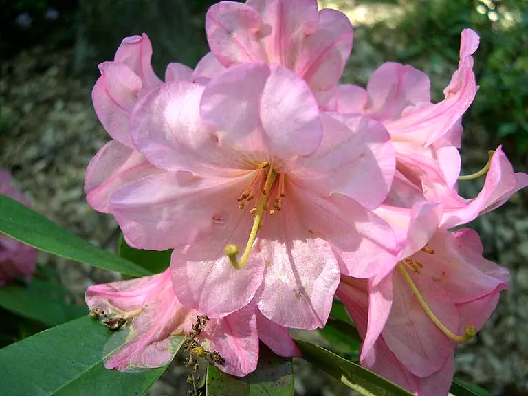 Photo of R. 'Will's Wisp', Rhododendron Hybrid