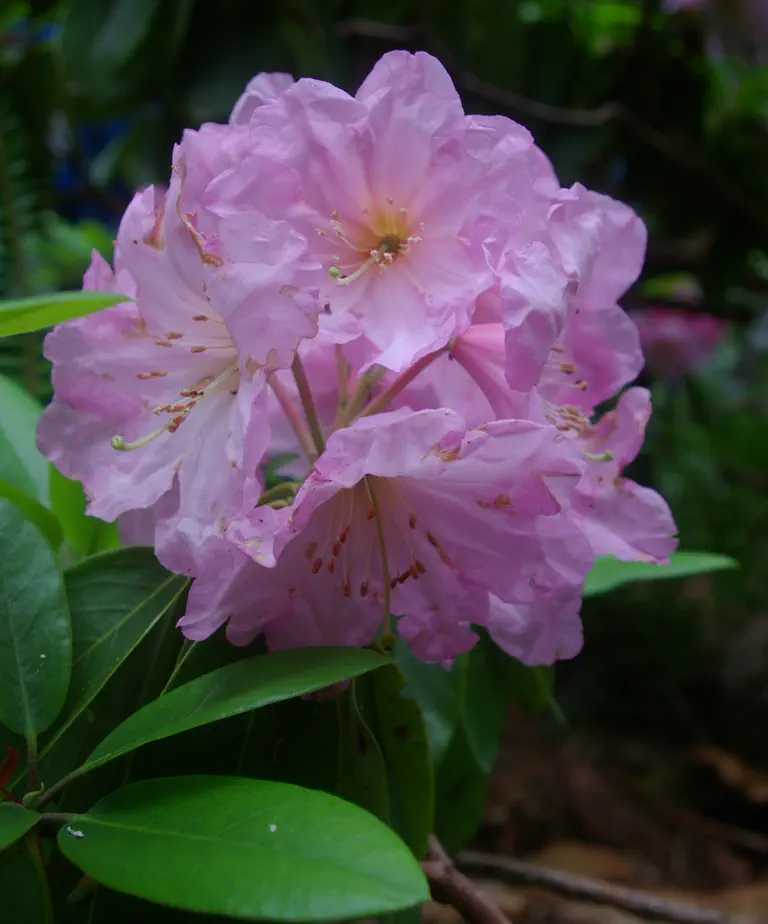 Photo of R. 'Edgemont', Rhododendron Hybrid