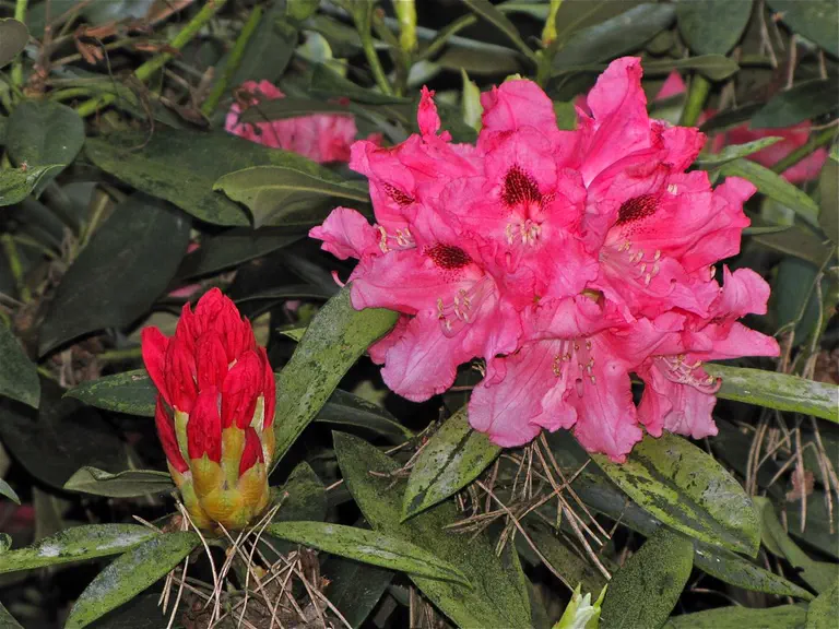 Photo of R. 'Bad Zwischenahn', Rhododendron Hybrid