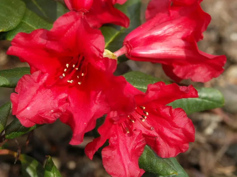 Photo of R. 'Baden-Baden', Rhododendron Hybrid
