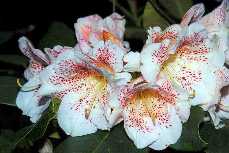 Photo of R. 'Double Dots', Rhododendron Hybrid