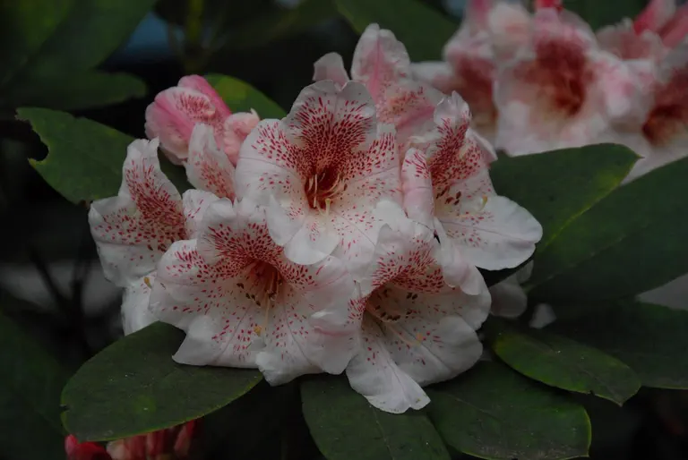 Photo of R. 'Whitney Tiger Lily', Rhododendron Hybrid
