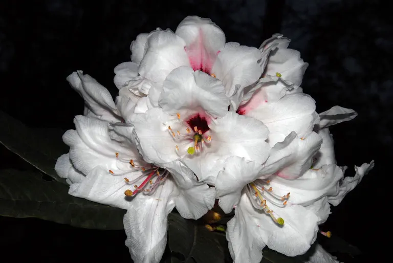 Photo of R. 'Graf Lennart x calophytum', Rhododendron Hybrid