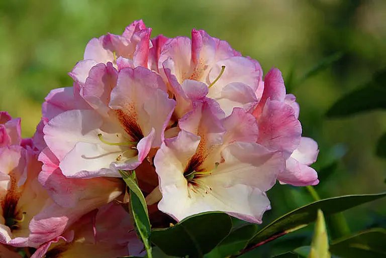 Photo of R. 'Lily Dance', Rhododendron Hybrid