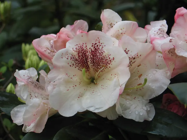 Photo of R. 'Prinses Máxima', Rhododendron Hybrid
