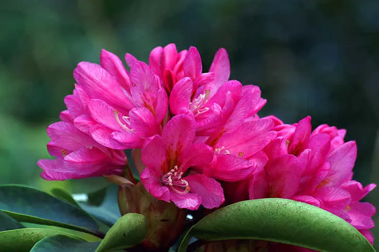 Photo of R. 'Split Up', Rhododendron Hybrid