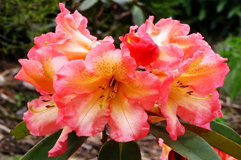 Photo of R. 'Sun Fire', Rhododendron Hybrid