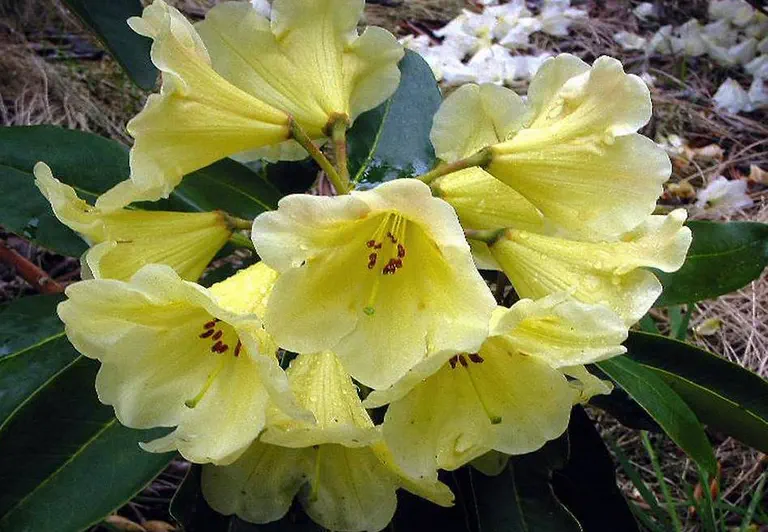 Photo of R. 'Limonanda', Rhododendron Hybrid