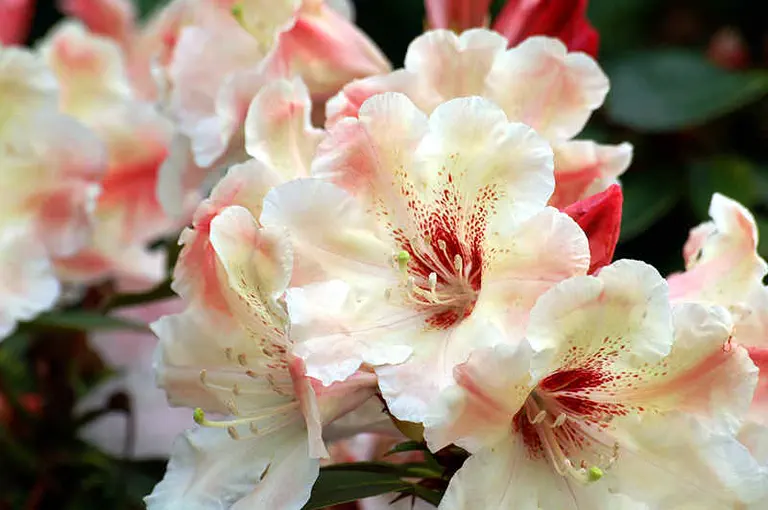 Photo of R. 'Gerstenkorn', Rhododendron Hybrid