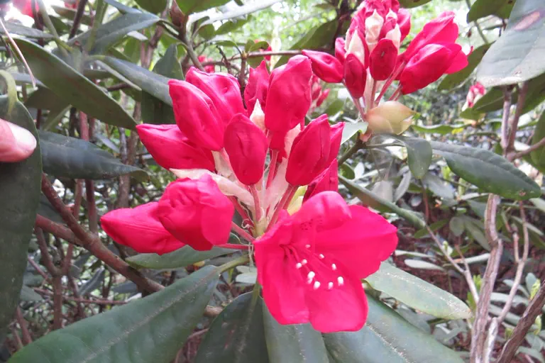 Photo of R. 'Bagshot Ruby', Rhododendron Hybrid
