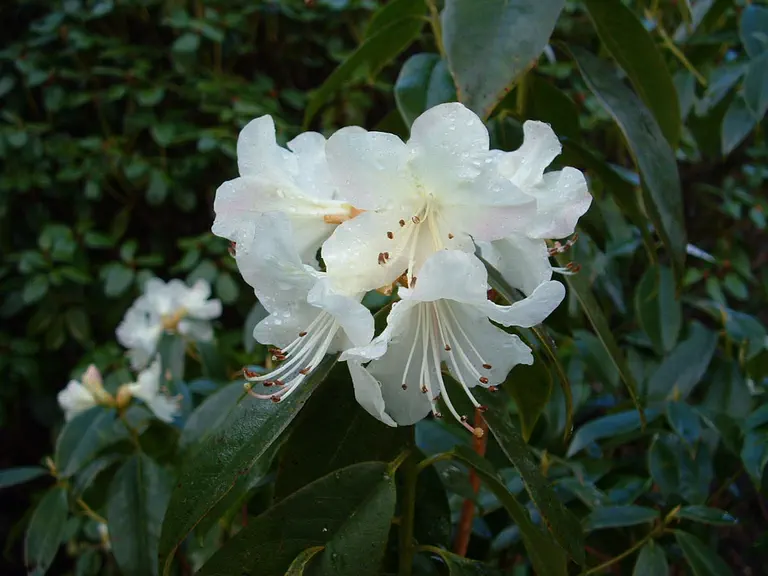 Photo of R. 'Fine Feathers Group', Rhododendron Cultivar group