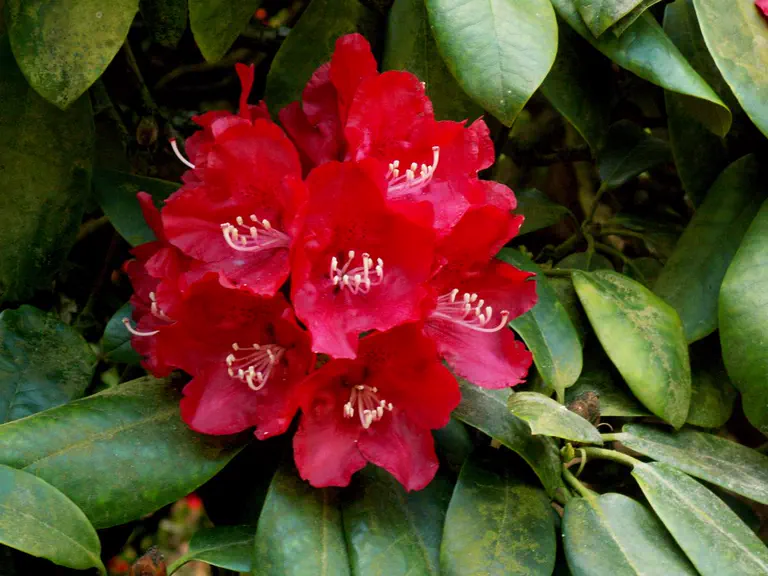 Photo of R. 'Bagshot Ruby Improved', Rhododendron Hybrid