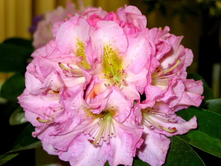 Photo of R. 'Elizabeth Poore', Rhododendron Hybrid