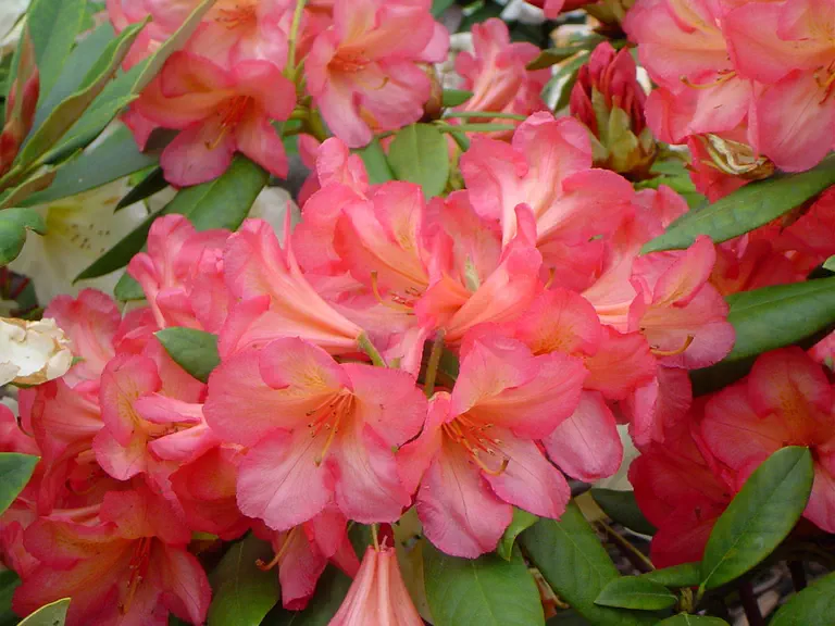 Photo of R. 'Balalaika', Rhododendron Hybrid