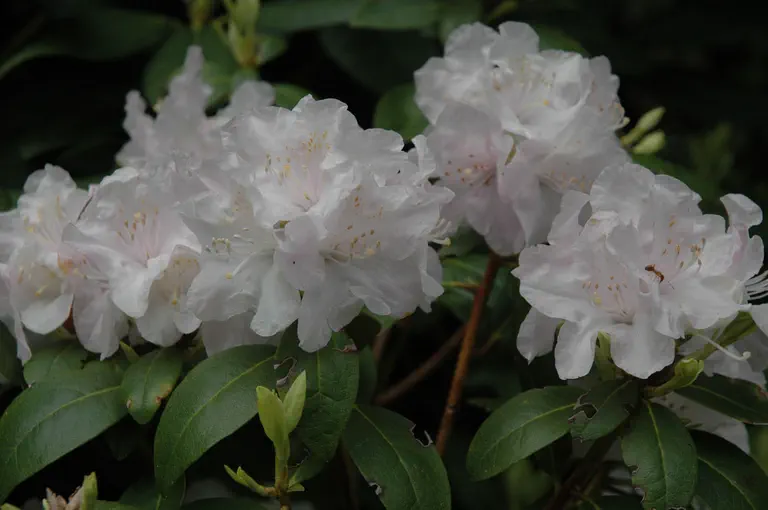 Photo of R. 'Balta', Rhododendron Hybrid