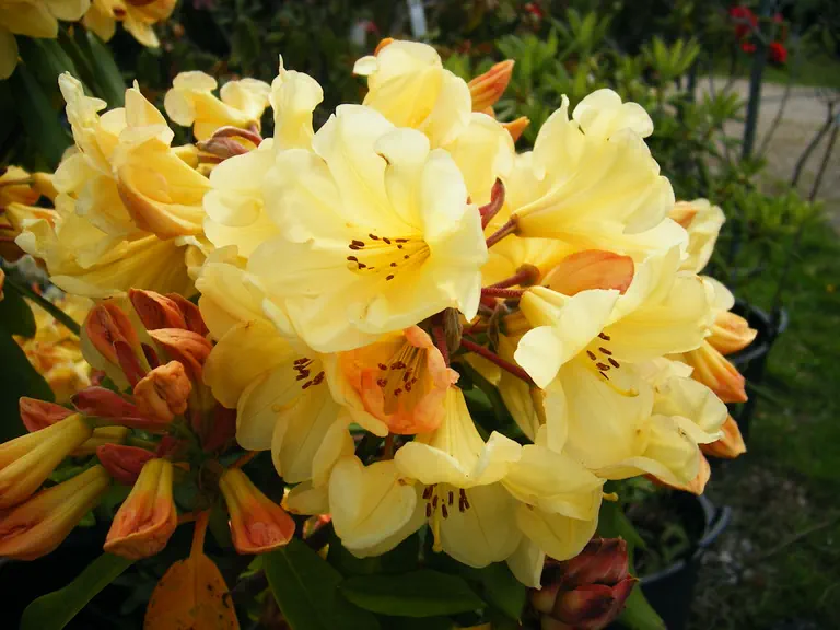 Photo of R. 'Golden Wedding', Rhododendron Hybrid
