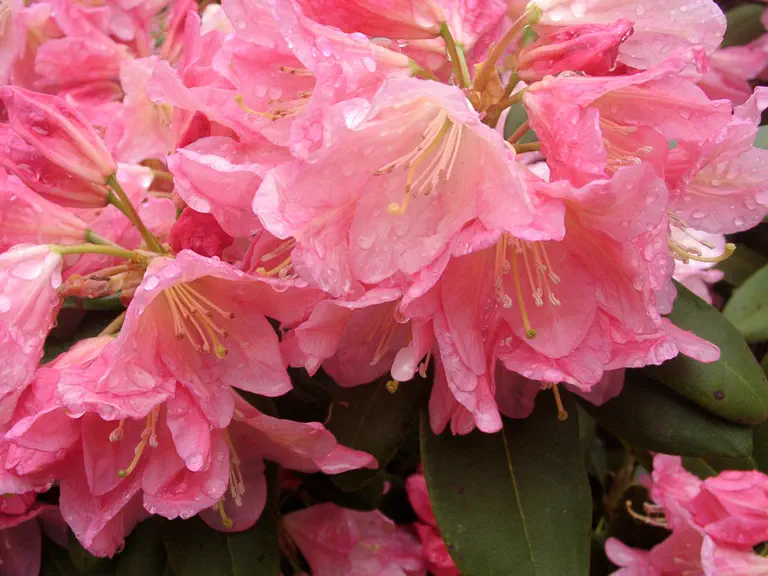 Photo of R. 'Bali', Rhododendron Hybrid