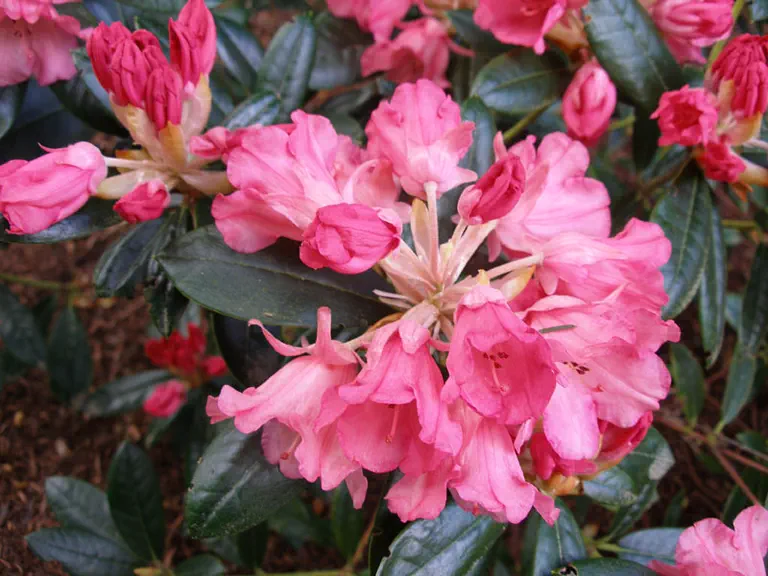 Photo of R. 'Bambi', Rhododendron Hybrid