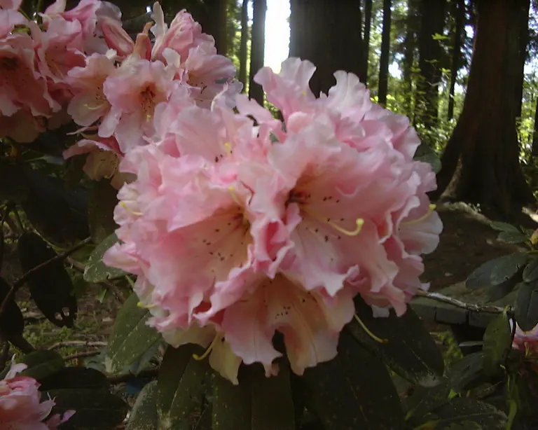 Photo of R. 'Bambino', Rhododendron Hybrid