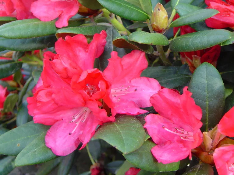 Photo of R. 'Bambola', Rhododendron Hybrid