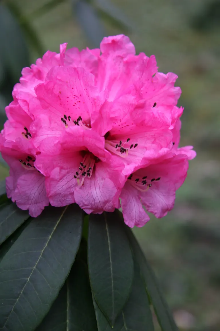Photo of R. 'First Blush', Rhododendron Hybrid