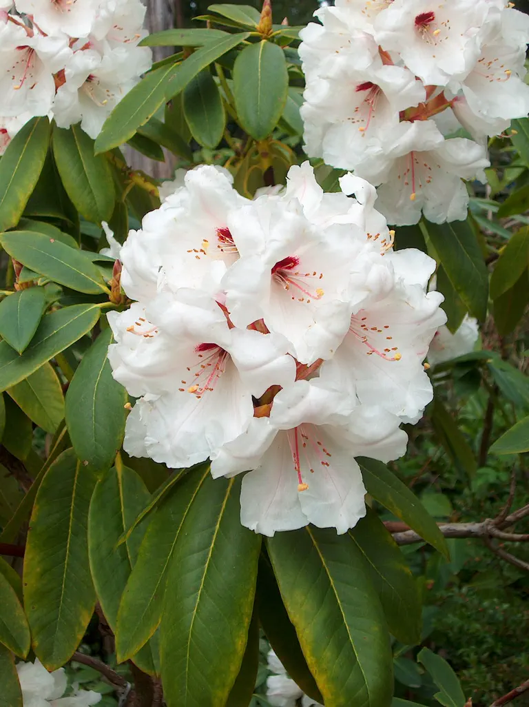 Photo of R. 'Dixie Lee Ray', Rhododendron Hybrid
