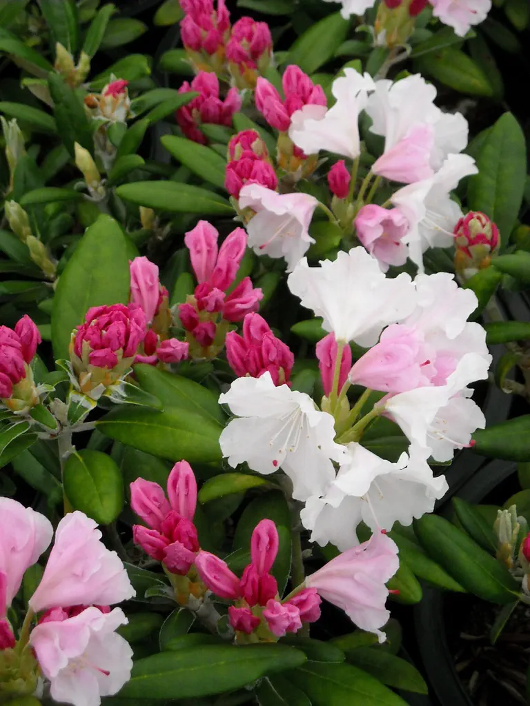 Photo of R. 'Carl Phetteplace', Rhododendron Hybrid