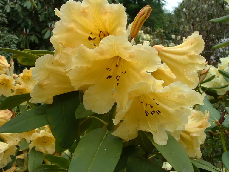 Photo of R. 'Barbara Reuthe', Rhododendron Hybrid