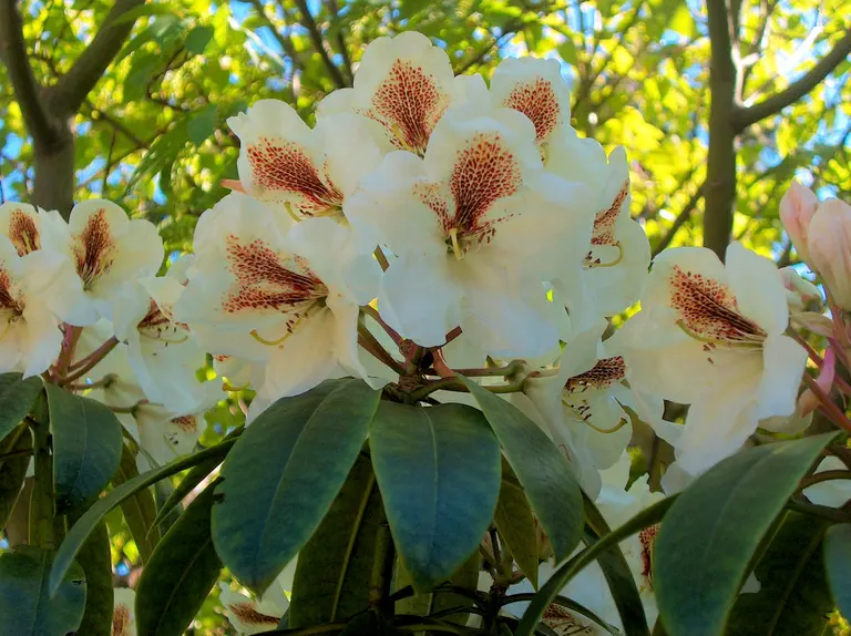 Photo of R. 'Sugar and Spice', Rhododendron Hybrid