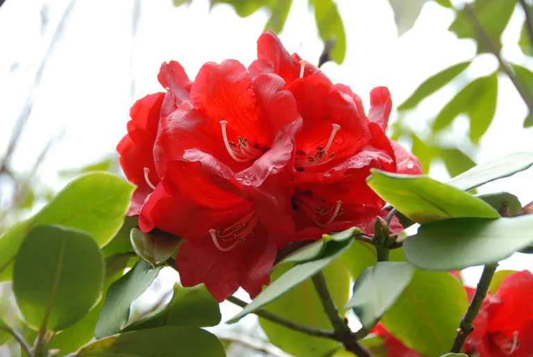 Photo of R. 'Barclayi Robert Fox', Rhododendron Hybrid