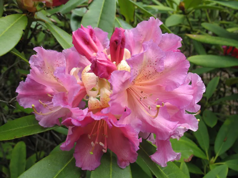 Photo of R. 'Drake's Orchid', Rhododendron Hybrid