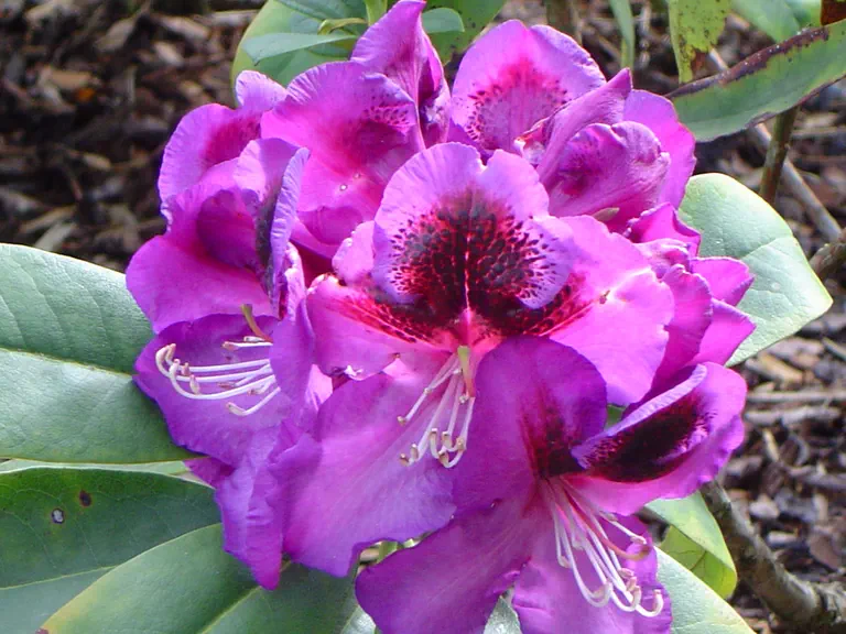 Photo of R. 'Bariton', Rhododendron Hybrid