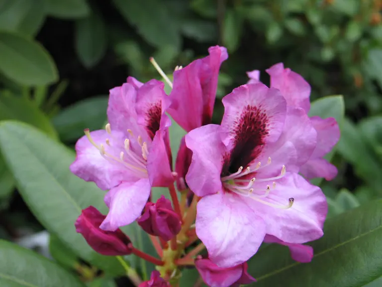 Photo of R. 'Kokardia', Rhododendron Hybrid