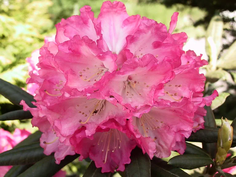 Photo of R. 'Barmstedt', Rhododendron Hybrid
