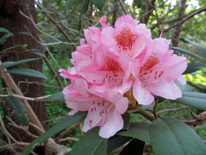Photo of R. 'Bashful', Rhododendron Hybrid
