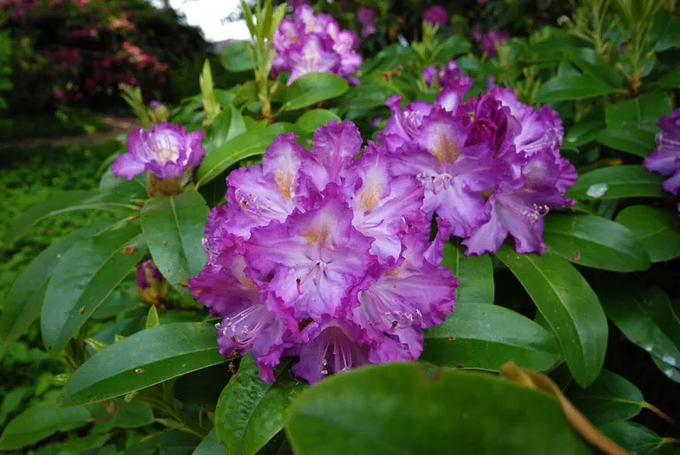 Photo of R. 'Alma', Rhododendron Hybrid
