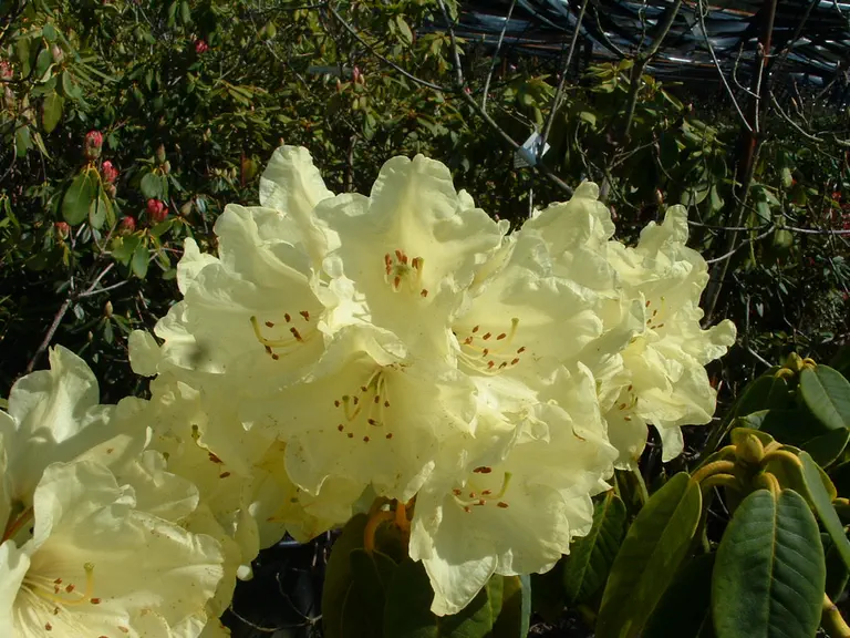 Photo of R. 'Beatrice Keir', Rhododendron Hybrid