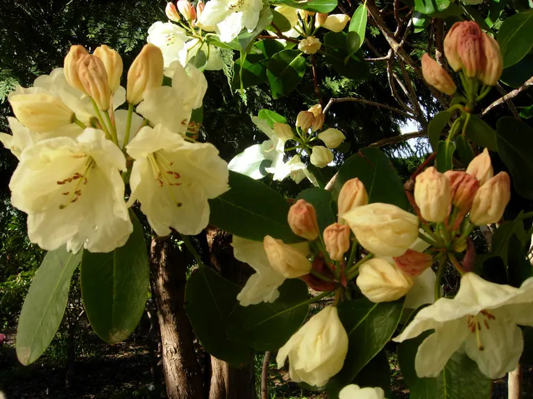 Photo of R. 'Prelude Group', Rhododendron Cultivar group