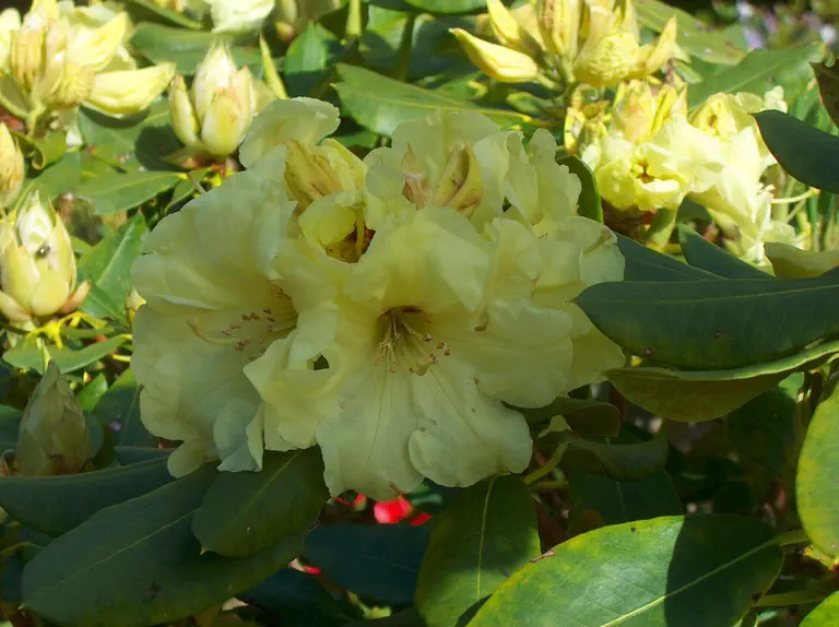 Photo of R. 'Beautiful Day', Rhododendron Hybrid