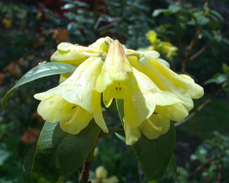 Photo of R. 'Eroica', Rhododendron Hybrid