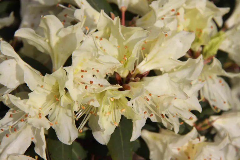 Photo of R. keiskei var ozawae 'Ebino', Rhododendron Species Selection