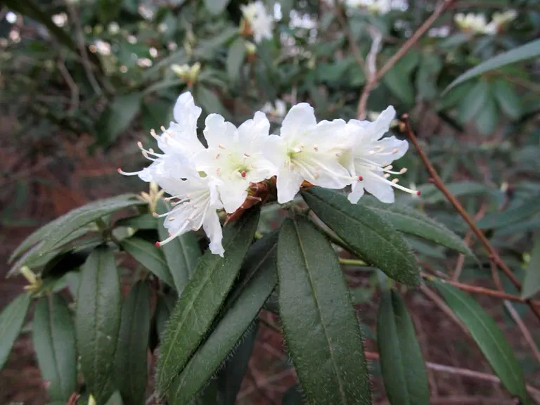 Photo of R. 'Lenape', Rhododendron Hybrid