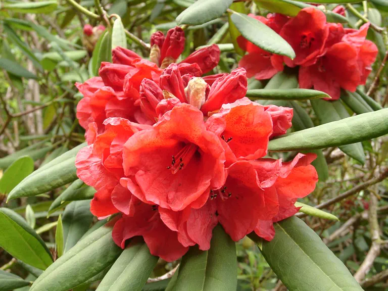Photo of R. 'Beefeater', Rhododendron Hybrid