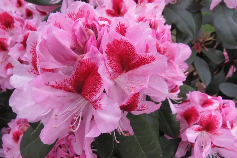Photo of R. 'Belami', Rhododendron Hybrid