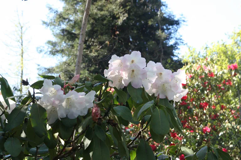 Photo of R. 'Sunkist Group', Rhododendron Cultivar group