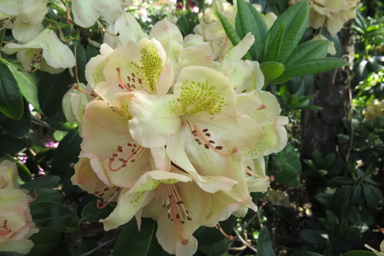 Photo of R. 'Belkanto', Rhododendron Hybrid