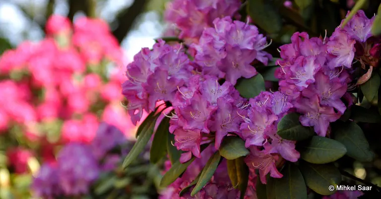 Photo of R. 'Leo XIII', Rhododendron Hybrid