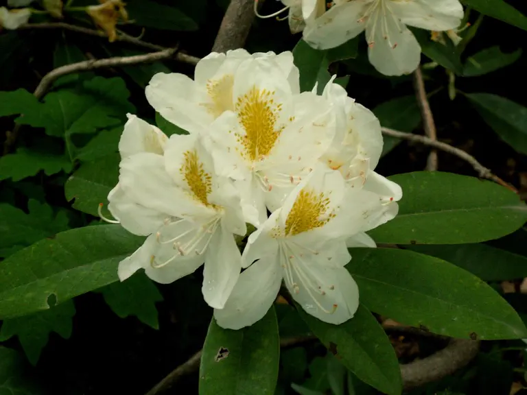 Photo of R. 'Belle Heller', Rhododendron Hybrid