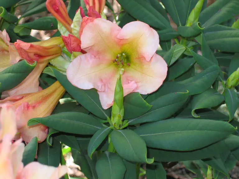 Photo of R. 'King of Shrubs', Rhododendron Hybrid