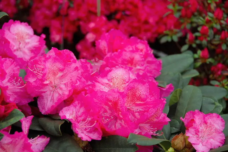 Photo of R. 'Bellevue', Rhododendron Hybrid